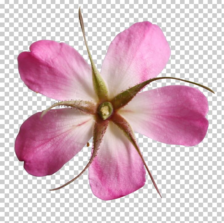 Wildflower Cut Flowers PNG, Clipart, Color, Cut Flowers, Digital Image, Flower, Flowering Plant Free PNG Download