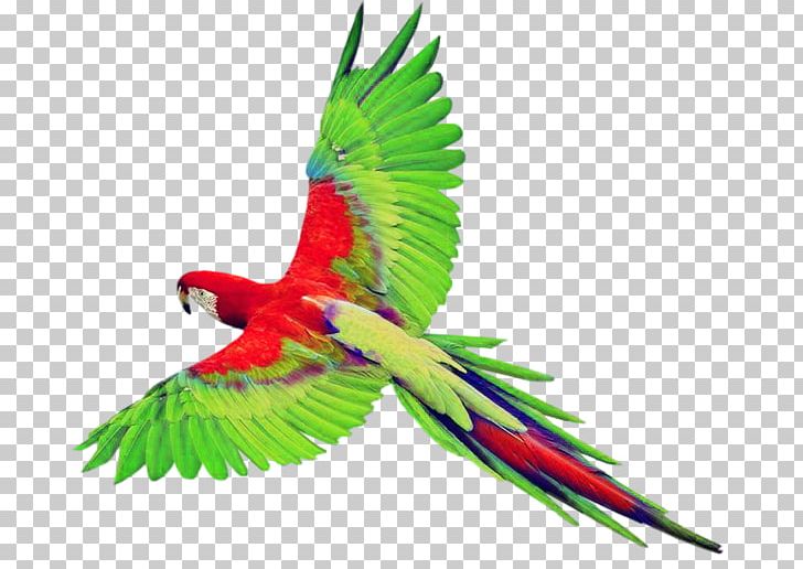 Bird True Parrot PNG, Clipart, Animals, Budgerigar, Colored, Colored Parrot, Common Pet Parakeet Free PNG Download