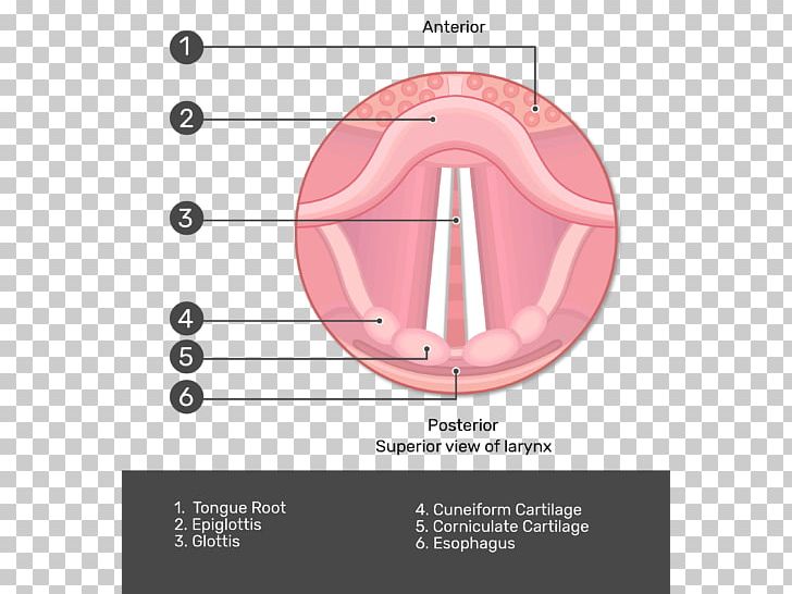 Epiglottis Larynx Vestibular Fold Vocal Folds PNG, Clipart, Anatomy, Angle, Diagram, Ear, Epiglottis Free PNG Download