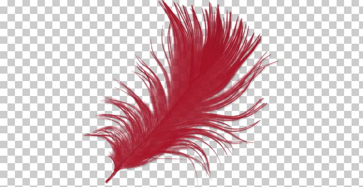 Feather IMVU PNG, Clipart, Aile, Animals, Avatar, Blog, Download Free PNG Download
