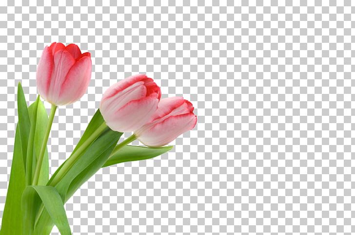 Tulip Flower PNG, Clipart, Closeup, Computer Wallpaper, Cut Flowers, Download, Drawing Free PNG Download