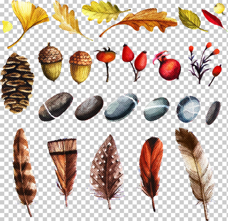 Feather PNG, Clipart, Feather, Lymantria Dispar Dispar, Plant Free PNG Download