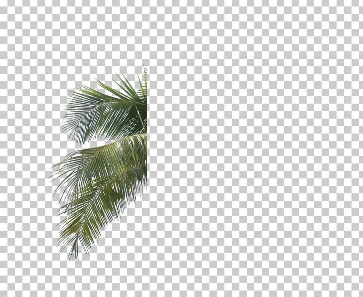 Arecaceae Leaf Tree PNG, Clipart, Arecaceae, Arecales, Borassus Flabellifer, Branch, Coconut Free PNG Download