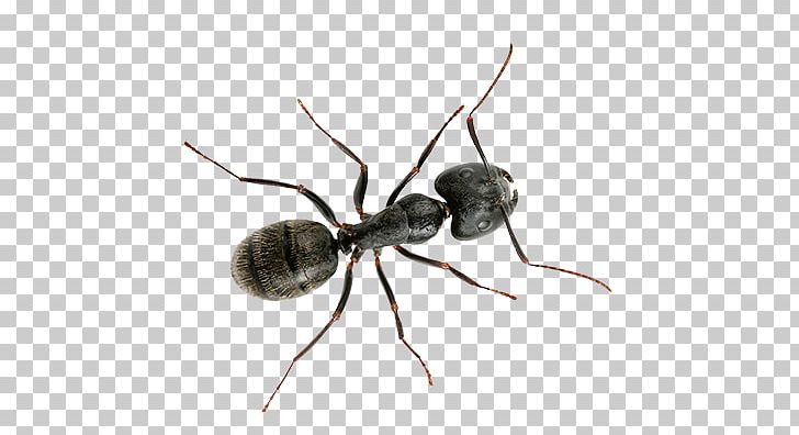 Black Carpenter Ant Banded Sugar Ant Black Garden Ant Little Black Ant PNG, Clipart, Animals, Ant, Ants, Arthropod, Best Way Free PNG Download