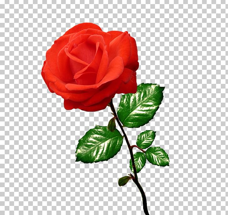 Black Rose PNG, Clipart, Black Rose, Cartoon, China Rose, Cut Flowers, Desktop Wallpaper Free PNG Download
