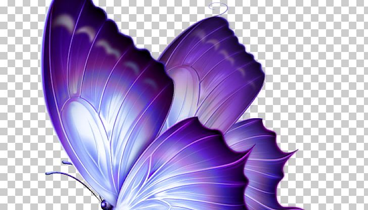 Butterfly Papilio Ulysses PNG, Clipart, Art, Beautiful Butterfly, Blue, Blue Butterfly, Butterflies And Moths Free PNG Download