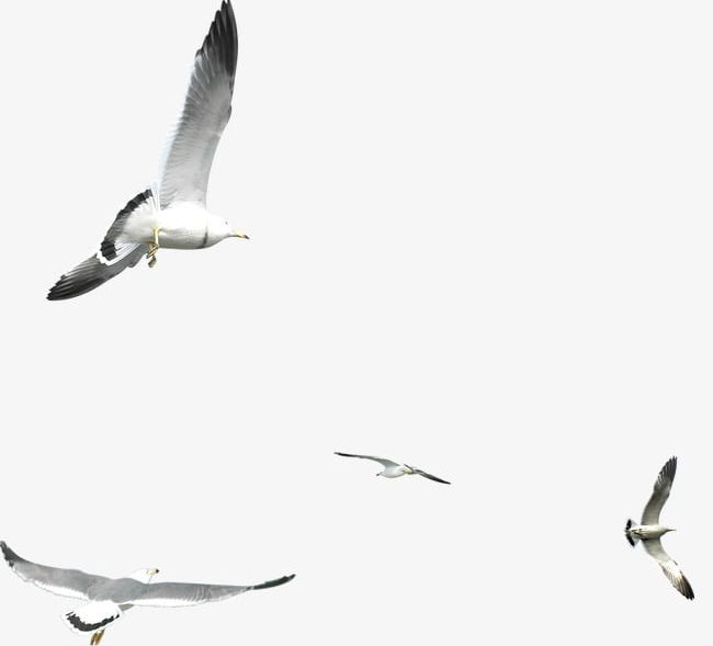 Seagull PNG, Clipart, Bird, Fly, Pigeon, Seagull, Seagull Clipart Free PNG Download
