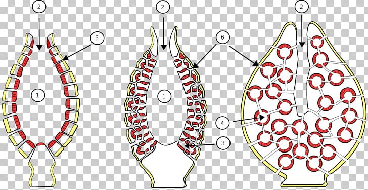 Sponge Asexual Reproduction Budding Spongia Officinalis PNG, Clipart, Animal, Asexual Reproduction, Biology, Body Jewelry, Budding Free PNG Download