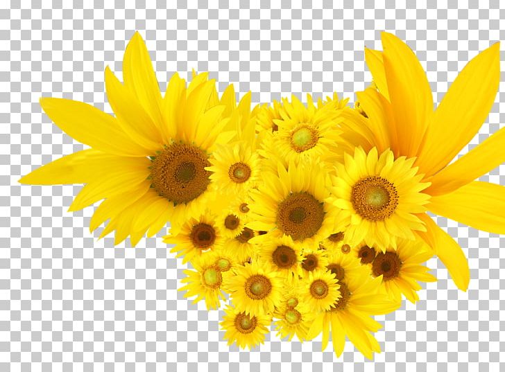 Common Sunflower Calendula Officinalis Seed PNG, Clipart, Arnica, Bumper, Chrysanths, Cream, Cut Flowers Free PNG Download