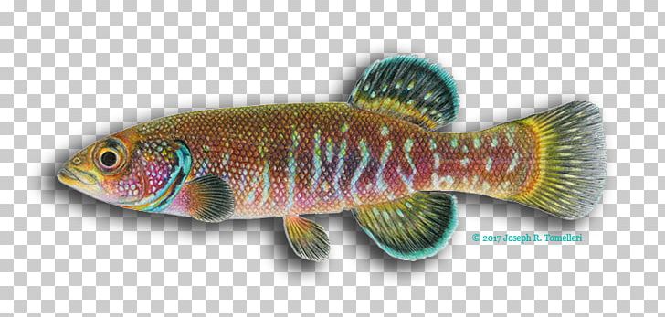 Fish PNG, Clipart, Fish, Organism, Perch Free PNG Download