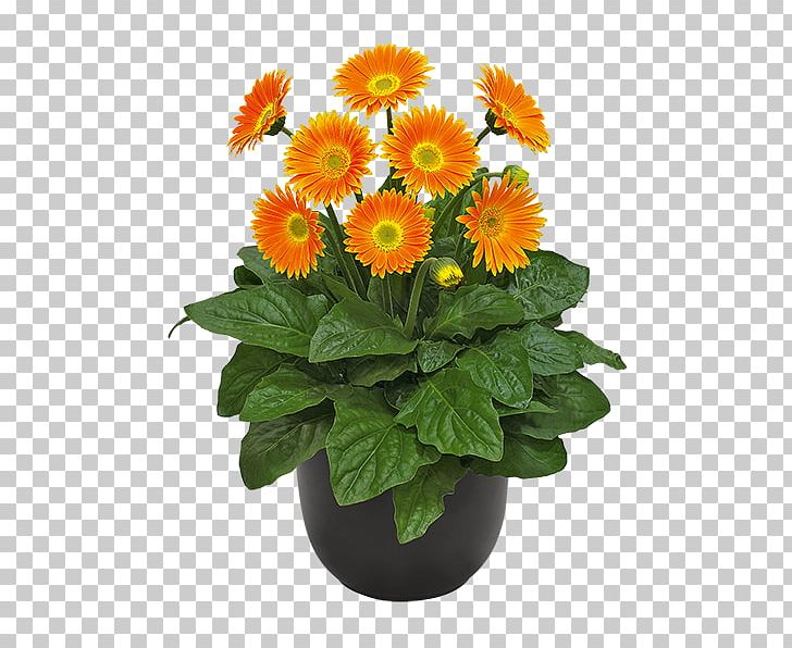 Transvaal Daisy Cut Flowers Chrysanthemum Carnation PNG, Clipart, Annual Plant, Bloemisterij, Calendula, Canna, Chrysanths Free PNG Download