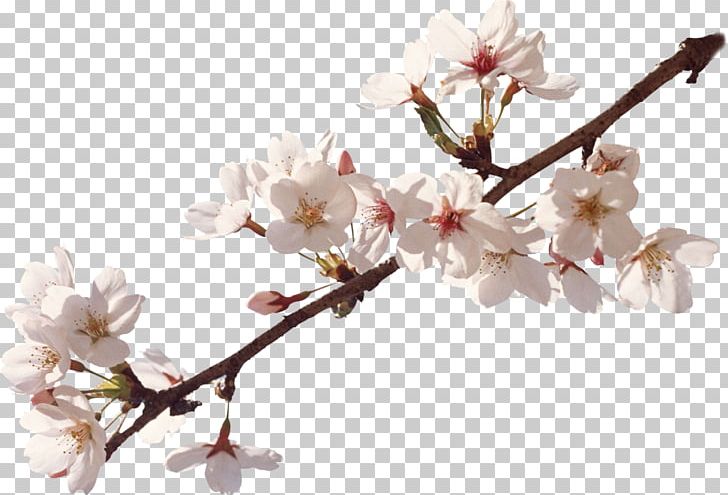 Apples Flower Cherry Blossom Spring PNG, Clipart, Apples, Apricot, Blossom, Branch, Cerasus Free PNG Download