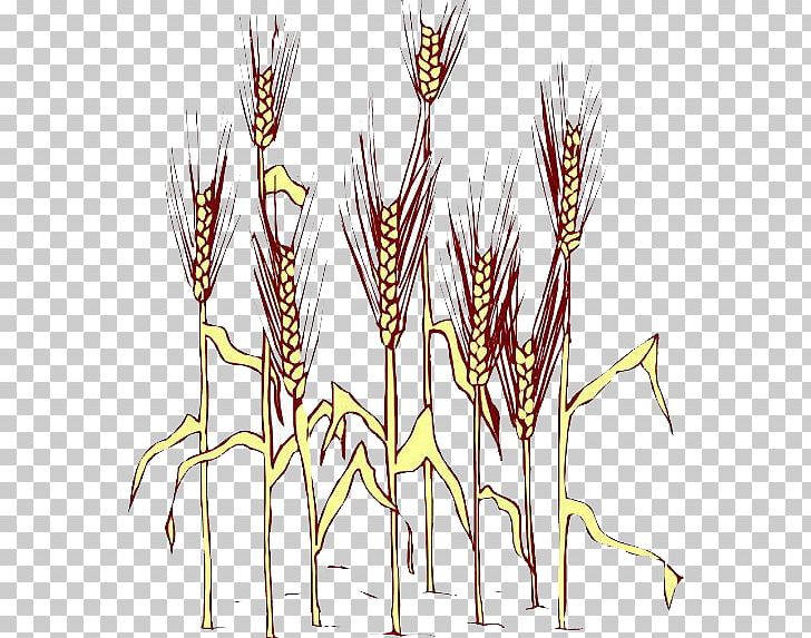 Grasses Euclidean PNG, Clipart, Autumn, Branch, Brown Rice, Bumper, Commodity Free PNG Download