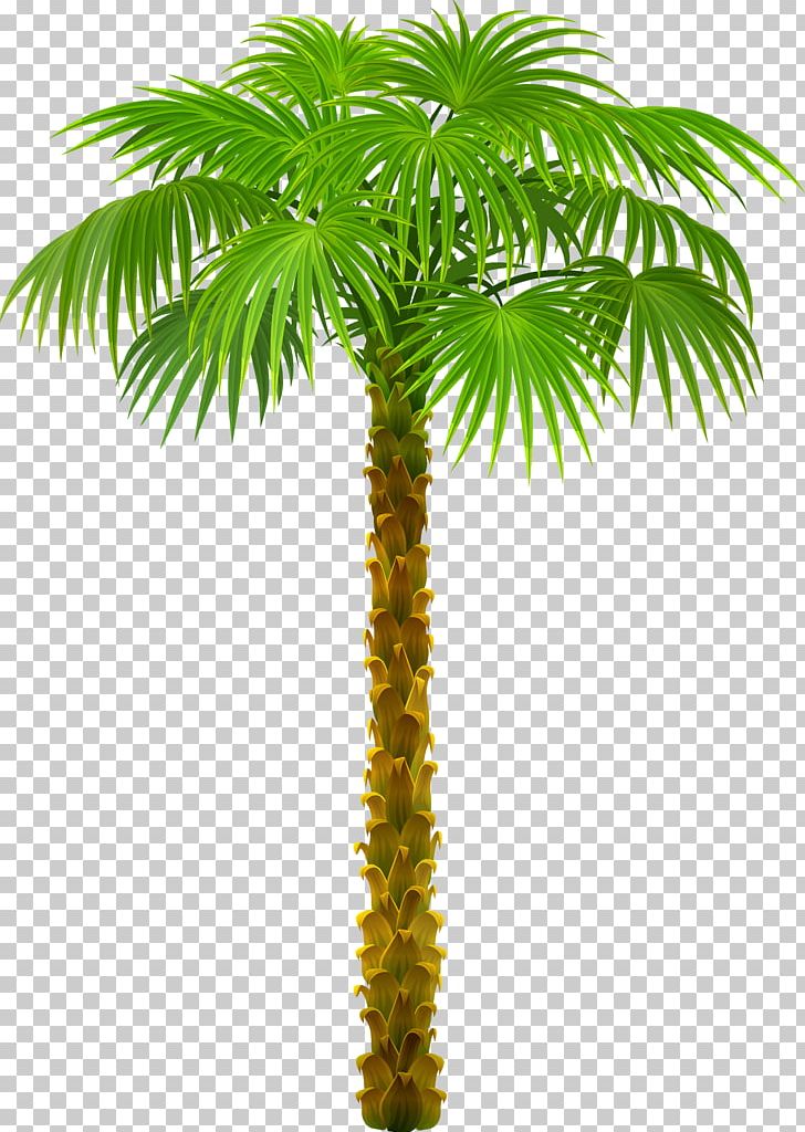 Arecaceae Tree PNG, Clipart, Arecaceae, Arecales, Areca Nut, Areca Palm, Attalea Speciosa Free PNG Download