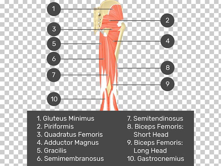 Biceps Femoris Muscle Semimembranosus Muscle Gluteus Medius Quadratus Femoris Muscle Semitendinosus Muscle PNG, Clipart, Adductor Magnus, Adductor Magnus Muscle, Angle, Arm, Attachment Free PNG Download