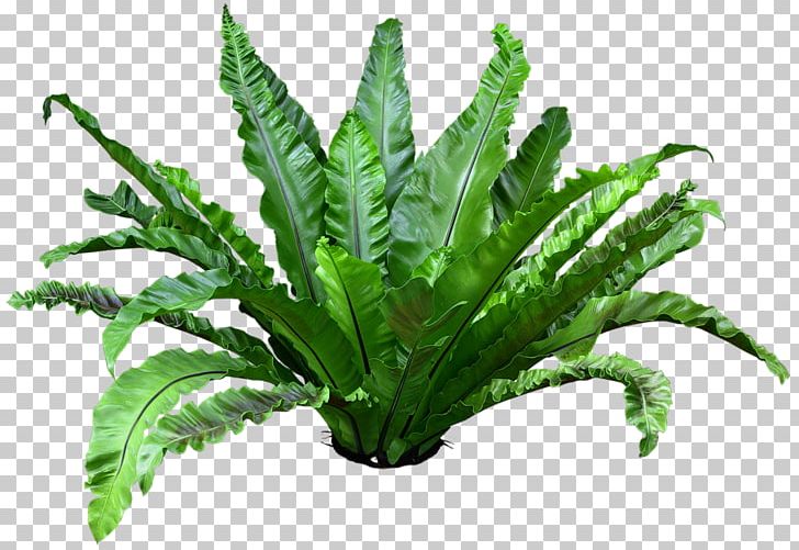 Burknar Leaf Light Asplenium Nidus PNG, Clipart, Aquarium Decor, Burknar, Cut Flowers, Embryophyta, Fern Free PNG Download