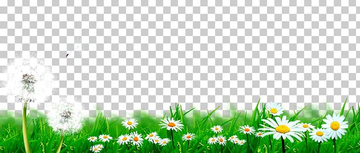 Dandelion Lawn Flower PNG, Clipart, Common Daisy, Computer Wallpaper, Daisies, Dandelions, Dandelion Vector Free PNG Download