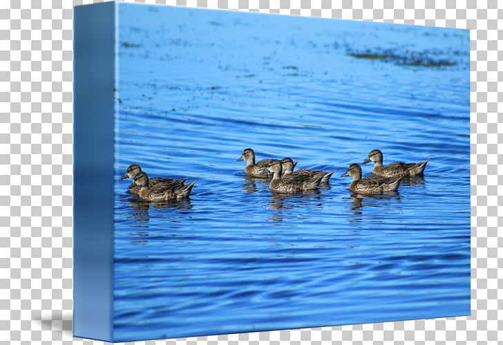 Mallard Goose Duck Teal Fauna PNG, Clipart, Animals, Bird, Duck, Ducks Geese And Swans, Fauna Free PNG Download
