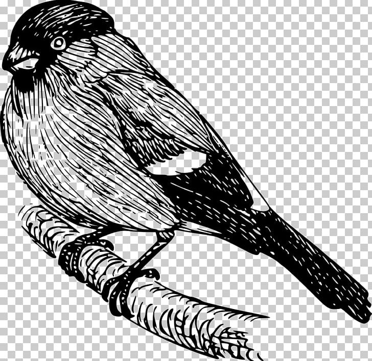 Drawing Computer Icons PNG, Clipart, Art, Beak, Bird, Black And White, Bullfinch Free PNG Download