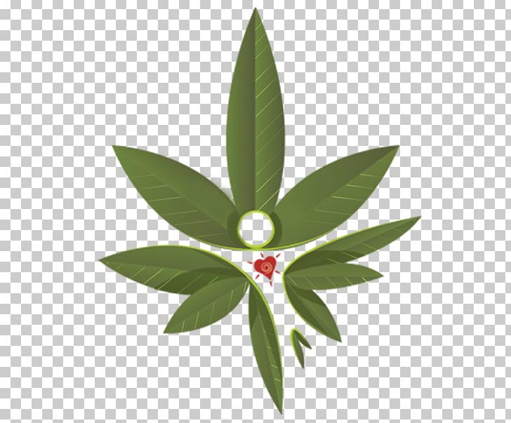 Leaf Hortus Europae Americanus Cannabis Botany Skunk PNG, Clipart, Autoflowering Cannabis, Botany, Cannabinoid, Cannabis, Fern Free PNG Download