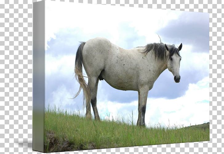 Mare Mustang Stallion Halter Ecoregion PNG, Clipart, Bridle, Ecoregion, Ecosystem, Fauna, Grass Free PNG Download