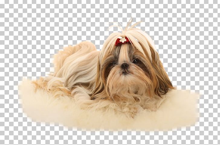 Shih Tzu Havanese Dog Lhasa Apso Poodle Chinese Imperial Dog PNG, Clipart, Animals, Carnivoran, Chinese Imperial Dog, Companion Dog, Dog Free PNG Download
