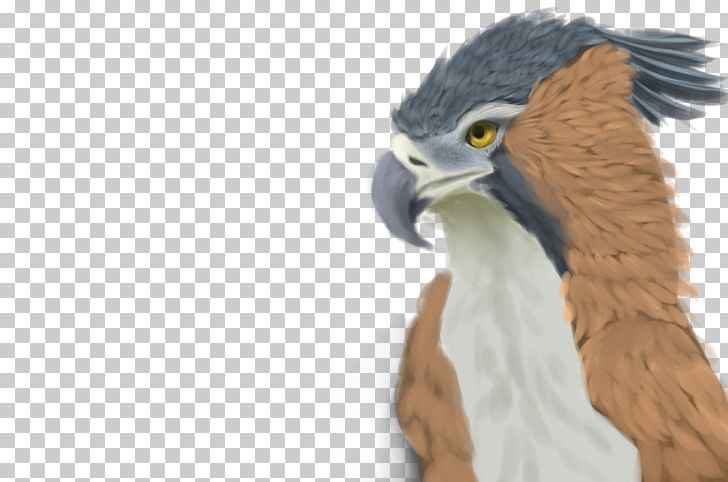Eagle Beak Feather PNG, Clipart, Animals, Beak, Bird, Bird Of Prey, Eagle Free PNG Download