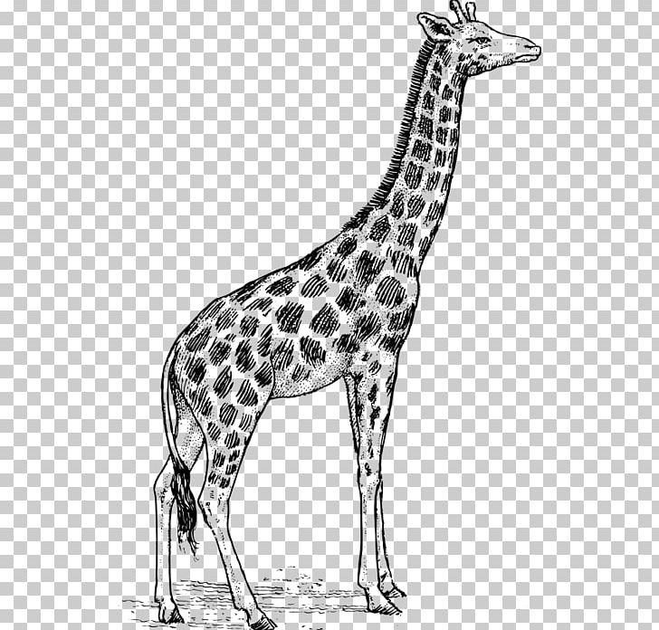 Giraffe Drawing Line Art PNG, Clipart, Animal, Animal Figure, Animals, Art, Black And White Free PNG Download