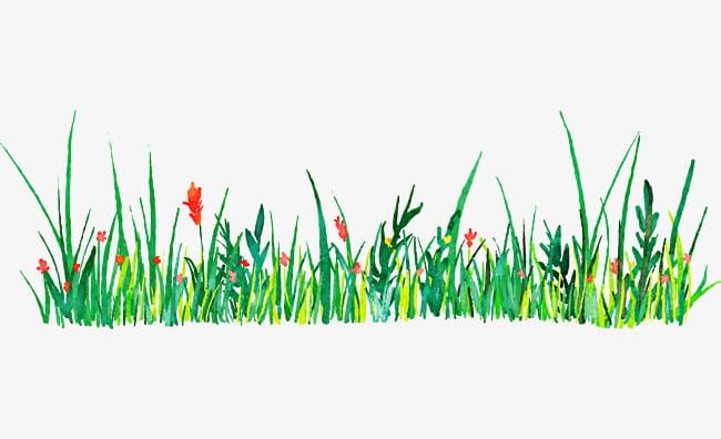 Green Grass Watercolor Decorative Pattern PNG, Clipart, Decorative, Decorative Clipart, Decorative Pattern, Flowers, Grass Free PNG Download