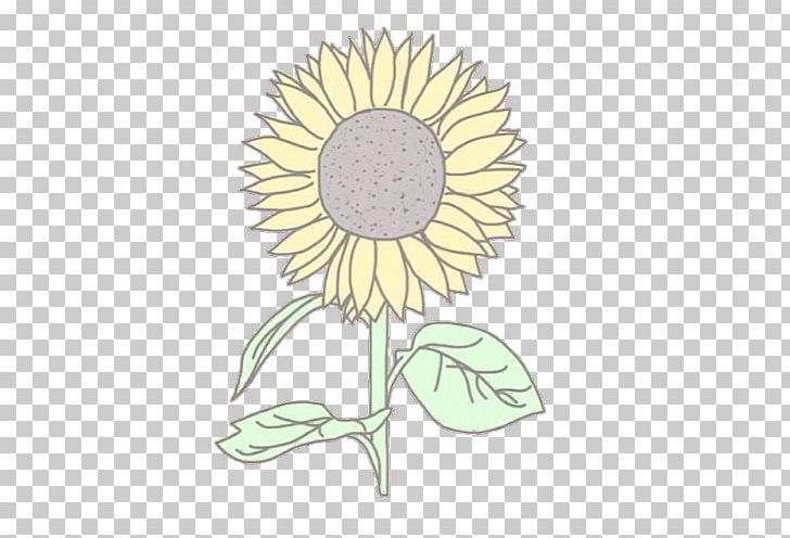 Plant Common Sunflower Sunflower Seed PNG, Clipart, Common Sunflower, Cut Flowers, Daisy, Daisy Family, Drawing Free PNG Download