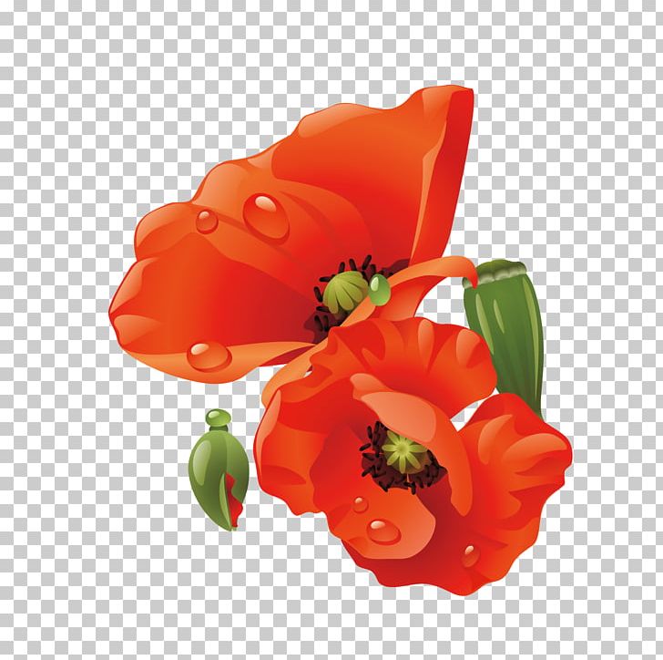 Poppy Paper Flower PNG, Clipart, Blume, Bouquet, Bouquet Vector, Child, Color Free PNG Download