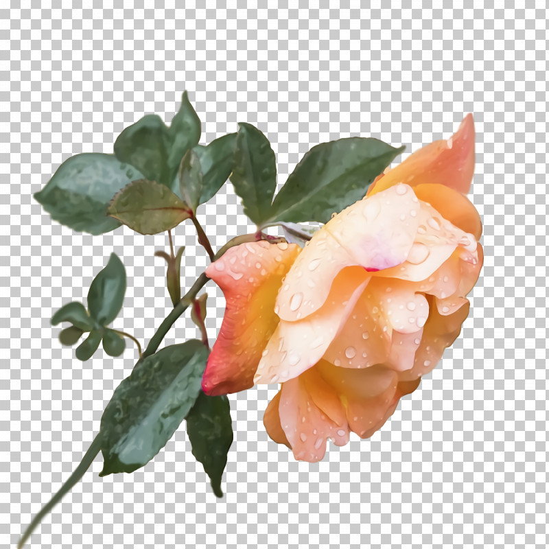 Garden Roses PNG, Clipart, Cabbage Rose, Cut Flowers, Floribunda, Flower, Garden Free PNG Download