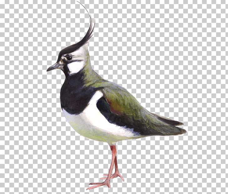 BirdLife Netherlands Northern Lapwing Black-tailed Godwit Weidevogel PNG, Clipart, Animals, Beak, Bird, Birdlife Netherlands, Blacktailed Godwit Free PNG Download