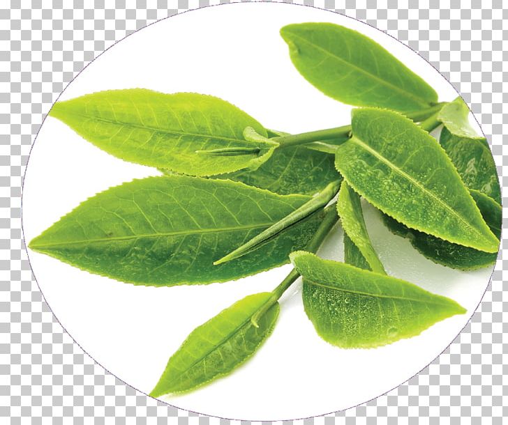 Green Tea Sunscreen Tea Production In Sri Lanka Food PNG, Clipart, Antioxidant, Black Tea, Cereal Germ, Drink, Food Free PNG Download
