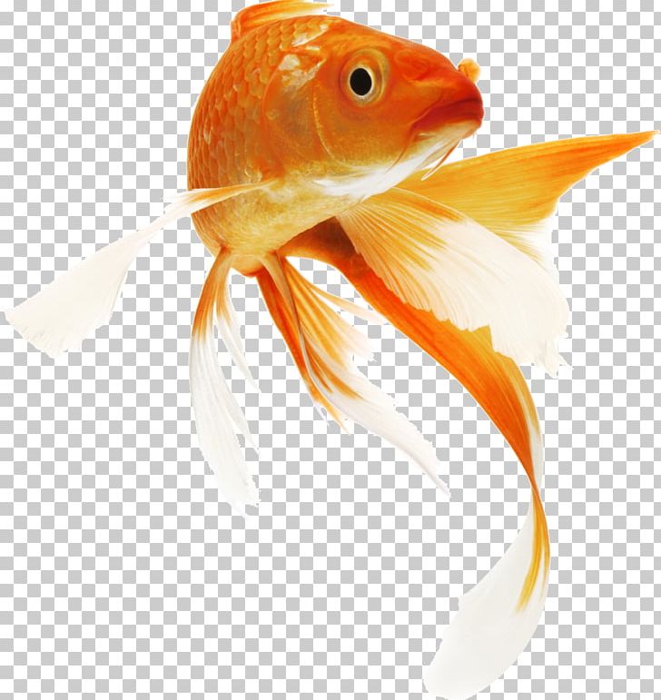 Koi Goldfish Siamese Fighting Fish Carp PNG, Clipart, Animals, Aquarium, Bony Fish, Carp, Cyprinidae Free PNG Download