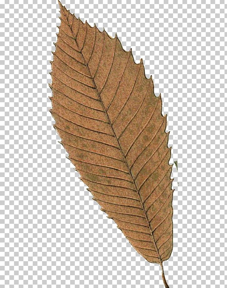 Leaf Autumn Northern Hemisphere Photography PNG, Clipart, Autumn, Autumn Leaves, Gimp, Happiness, Leaf Free PNG Download