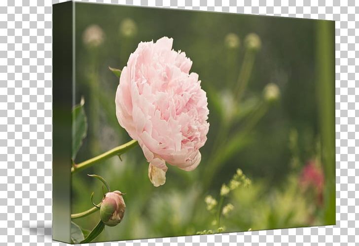 Peony Pink M Family Wildflower P!nk PNG, Clipart, Blossom, Bud, Family, Family Film, Flower Free PNG Download