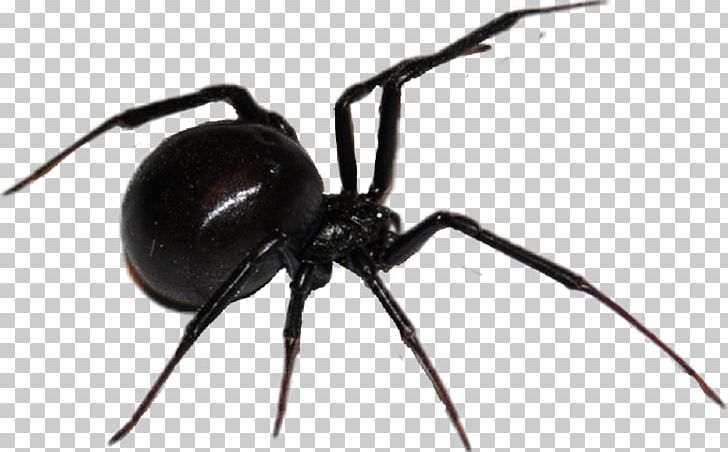 Spider Web Southern Black Widow PNG, Clipart, Ant, Arachnid, Art, Arthropod, Black Widow Free PNG Download