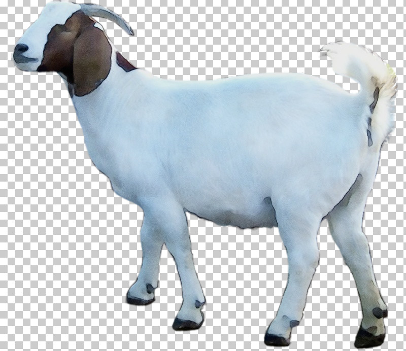 Goat Sheep Animal Figurine Snout Biology PNG, Clipart, Animal Figurine, Biology, Goat, Paint, Science Free PNG Download