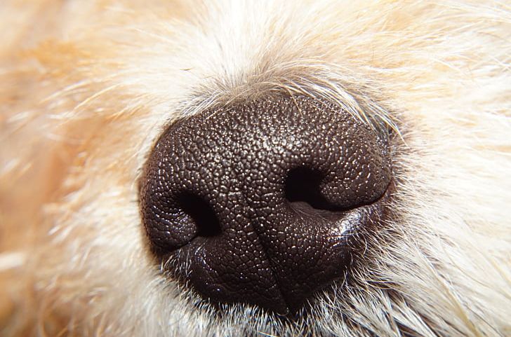 Dachshund Yorkshire Terrier Cat Snout Odor PNG, Clipart, Animal, Breeder, Cat, Closeup, Dachshund Free PNG Download