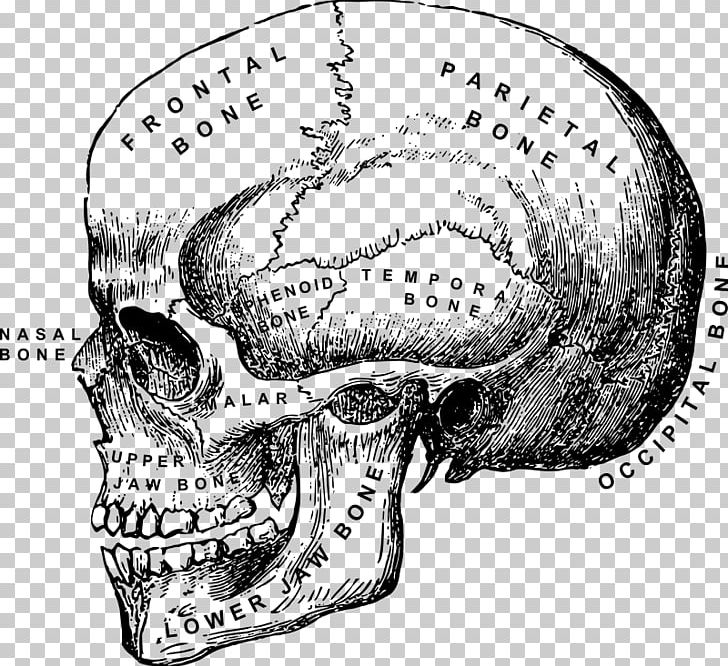 Human Anatomy Human Body Skull Head And Neck Anatomy PNG, Clipart, Anatomy, Automotive Design, Black And White, Bone, Drawing Free PNG Download