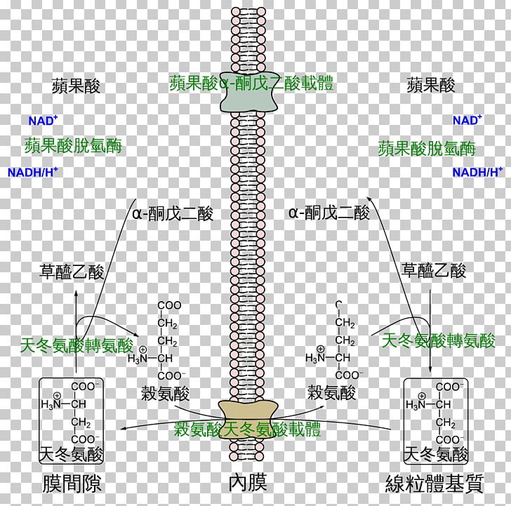 Malate-aspartate Shuttle Aspartic Acid Malic Acid Citric Acid Cycle Oxaloacetic Acid PNG, Clipart, Acid, Amino Acid, Angle, Aspartic Acid, Biochemistry Free PNG Download