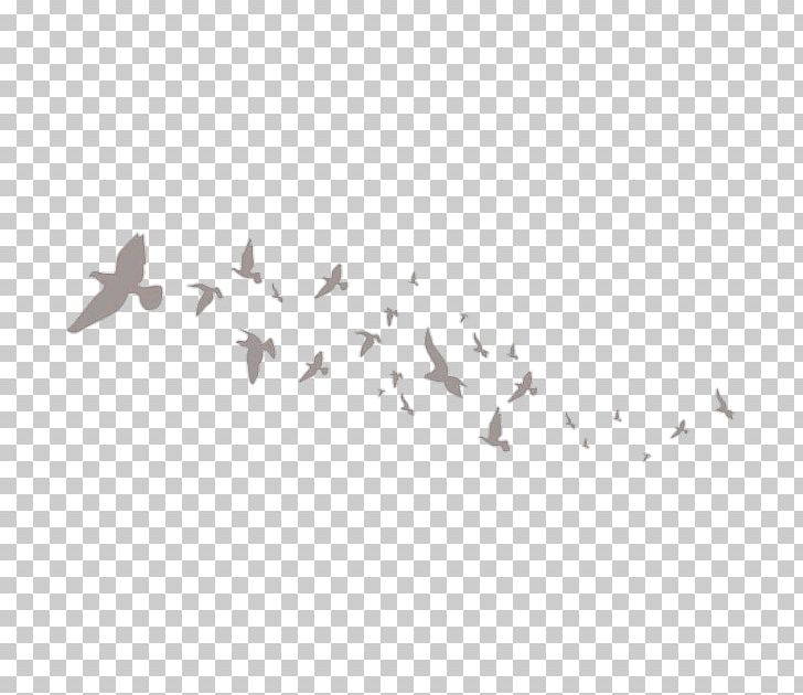 Bird Flight Flock PNG, Clipart, Albatross, Animal Migration, Animals, Beak, Bird Free PNG Download