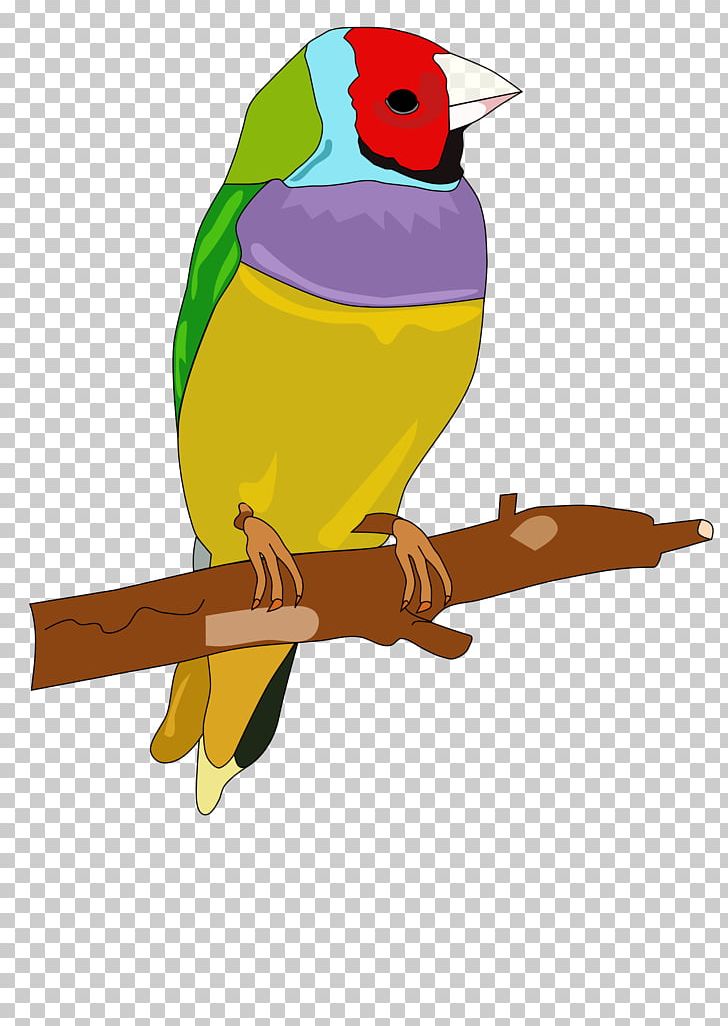 Bird Owl Parrot PNG, Clipart, Art, Beak, Bird, Color, Common Pet Parakeet Free PNG Download