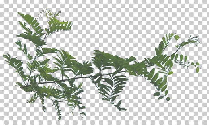 Fir Leaf Plant Stem PNG, Clipart, Branch, Conifer, Decoration, Deviantart, Fern Free PNG Download