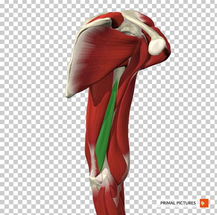 Hip Silk Knee Shoulder KBR PNG, Clipart, Arm, Brachial Artery, Hip, Human Leg, Joint Free PNG Download