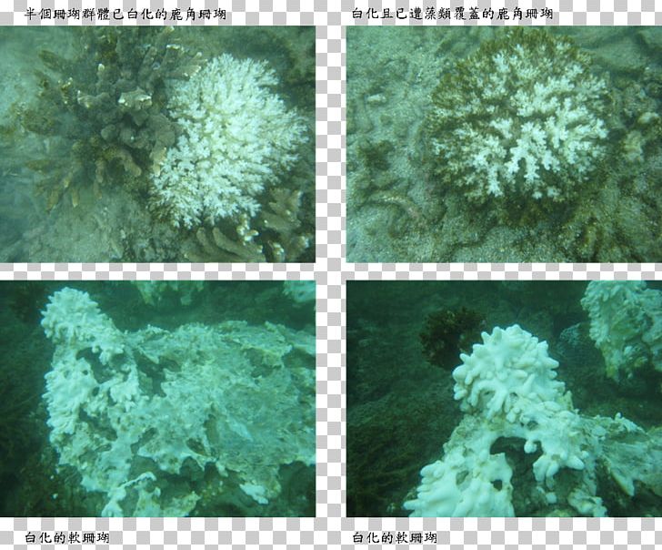 Scleractinia Coral Reef Marine Biology Coral Bleaching PNG, Clipart, Algae, Biome, Coral, Coral Bleaching, Coralline Algae Free PNG Download