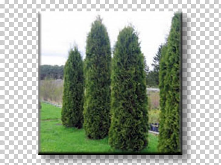 Spruce Arborvitae Evergreen Conifers Oriental Arbor-vitae PNG, Clipart,  Free PNG Download