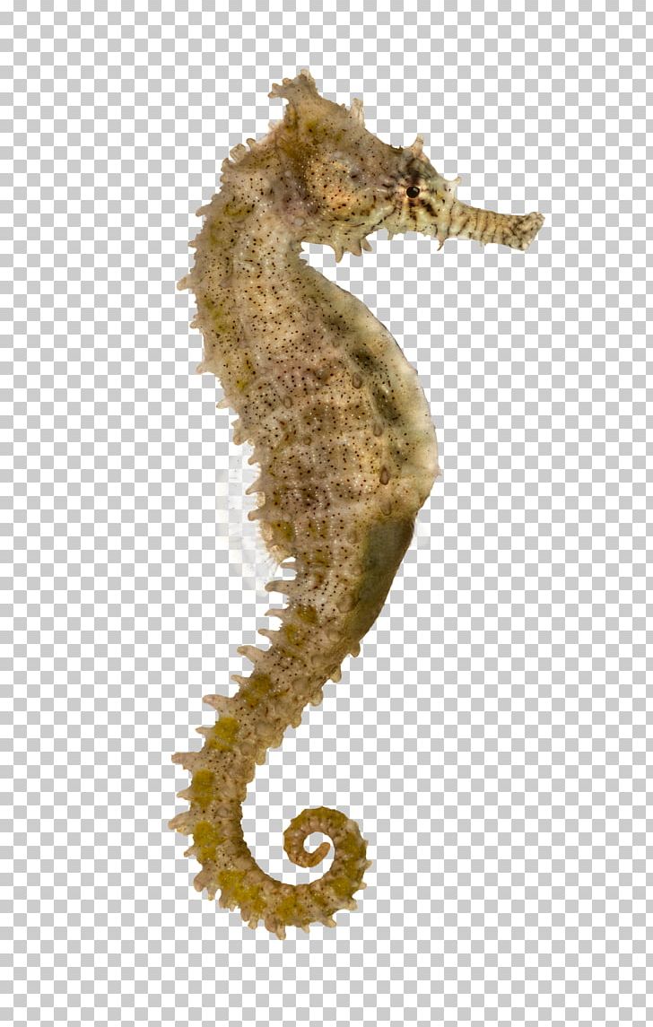 Yellow Seahorse Pacific Seahorse Longsnout Seahorse Syngnathidae Stock Photography PNG, Clipart, Animal, Fish, Nine Fish, Organism, Others Free PNG Download