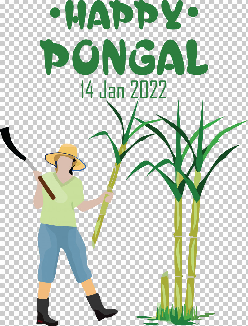 Sugarcane Farm Agriculture Drawing Sugar PNG, Clipart, Agriculture, Drawing, Farm, Farmer, Plantation Free PNG Download